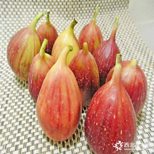 玛斯义陶芬无花果