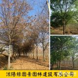 綠園景米徑1-20公分櫸樹價(jià)格  紅櫸樹報(bào)價(jià)表