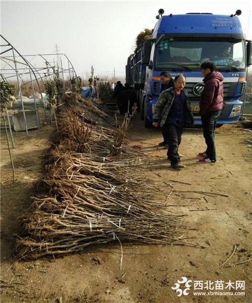 遼河2號核桃苗