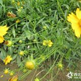 河北保定 金雞菊一年開幾次花