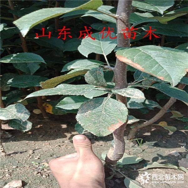 鲁丽苹果苗