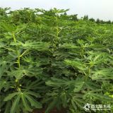 2018年无花果树苗多少钱一棵 无花果树苗批发基地