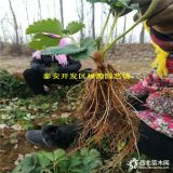 丰香草莓苗批发基地 新品种丰香草莓苗价格