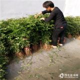 贡椒花椒树苗多少钱一棵，贡椒苗哪里卖的便宜