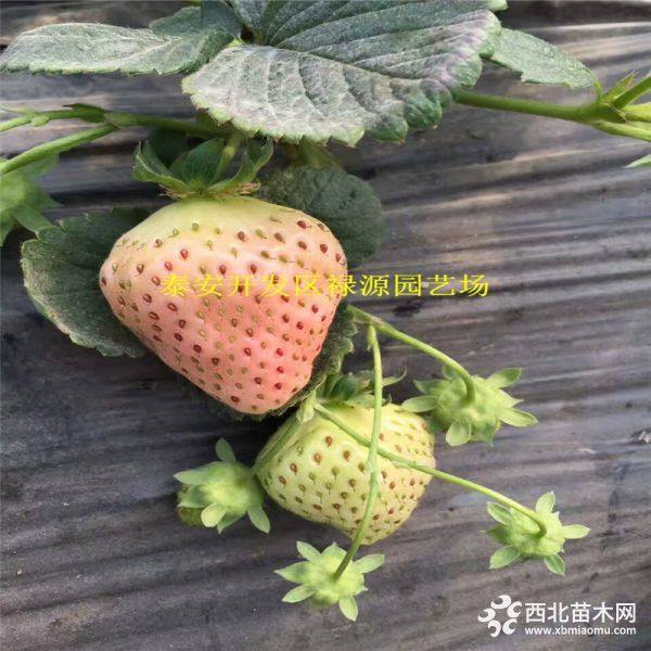 小白草莓苗批发