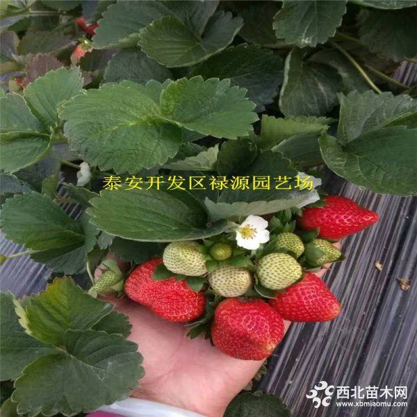 阿尔比草莓苗