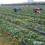 优质品种蒙特瑞草莓苗价格、蒙特瑞草莓苗产地价格