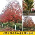 綠園景米徑5~12公分美國紅楓價(jià)格  美國紅楓報(bào)價(jià)表