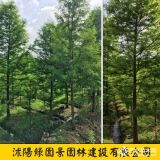 綠園景米徑2~15公分水杉價(jià)格  水杉樹(shù)價(jià)格表