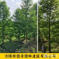 綠園景米徑2~15公分水杉價(jià)格  水杉樹價(jià)格表