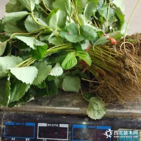 草莓苗多少钱一棵 草莓苗价格|报价 草莓苗种苗批发价格