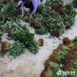 現(xiàn)在草莓苗什么品種的好 草莓苗品種有哪些 草莓苗的管理