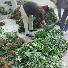 草莓苗价格多少 草莓小苗价格 章姬草莓苗价格