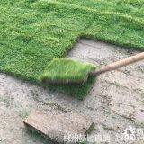 江西宜春草皮 馬尼拉草坪供應(yīng)價格 種植草坪草