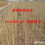 廣西哪里有賣香椿苗的，廣西香椿苗基地，廣西香椿苗什么價(jià)