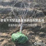 3公分櫻桃樹苗、三公分櫻桃出售價格、三年櫻桃苗基地