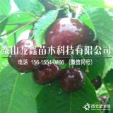 俄羅斯八號(hào)櫻桃樹(shù)苗發(fā)苗基地俄羅斯八號(hào)大櫻桃苗