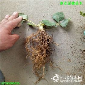 蒙特瑞草莓苗 蒙特瑞草莓苗价格与报价