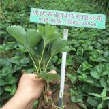 草莓苗種植技術(shù) 草莓苗一顆多少錢