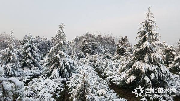 南京雪松