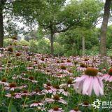 河北定州明遠苗圃場松果菊裝車價格