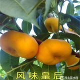 福秀油桃樹苗2018年報(bào)價(jià)，批發(fā)10萬棵福秀油桃苗