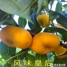 福秀油桃樹苗2018年報價，批發(fā)10萬棵福秀油桃苗