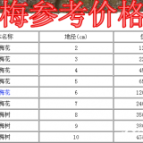 紅梅價格，紅梅產地，本公司大量供應2-15公分紅梅