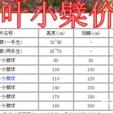 红叶小檗苗价格，红叶小檗球价格，供应50-2米球