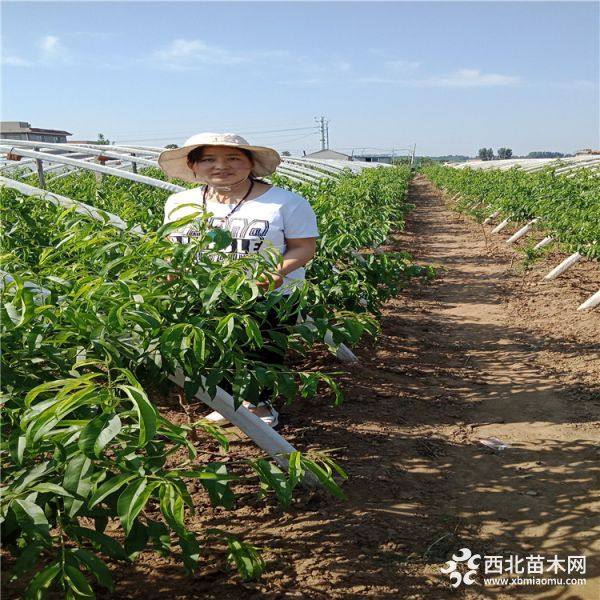 山東桃樹苗