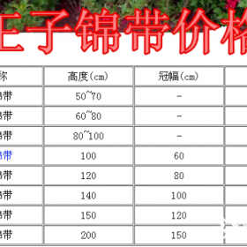 红王子锦带基地、产地，供应20-1.5米冠幅红王子