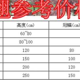 连翘基地产地，供应：20-2.5米冠幅连翘