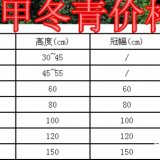 龜甲冬青價格、產(chǎn)地，供應(yīng)30-1.5米龜甲冬青球