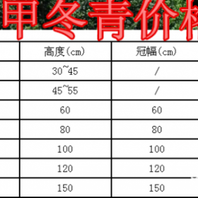 龟甲冬青价格、产地，供应30-1.5米龟甲冬青球