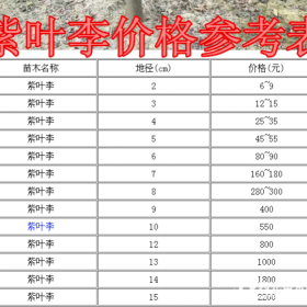 紫叶李基地产地，大量供应：2-20公分紫叶李