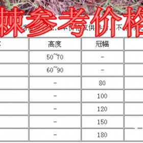 火棘苗基地，火棘球产地，大量供应：20-1.5米火棘球