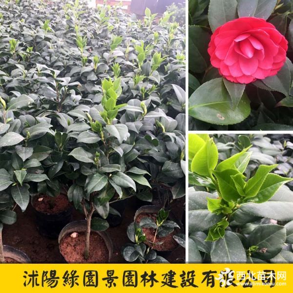 茶花 (7)