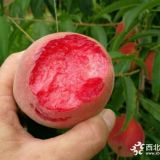 桃樹苗品種價(jià)格 金秋紅蜜桃苗多少錢一顆，哪里賣