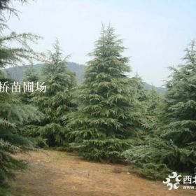 供应雪松 直径10公分优质雪松苗 南京种植基地