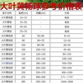 大叶黄杨苗基地，大叶黄杨球基地，大量供应20-3米大叶黄杨球