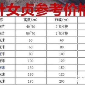 金叶女贞基地产地，供应金叶女贞球50-2.5米