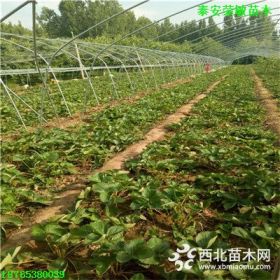 2018年蒙特瑞草莓苗价格 今年蒙特瑞草莓苗多少钱一棵