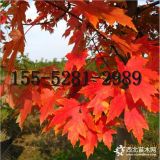 2米叢生紅點(diǎn)紅楓 3米叢生紅點(diǎn)紅楓價(jià)格