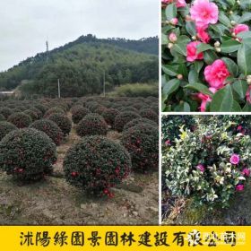 绿园景P20~120公分茶梅球价格  茶梅批发报价表