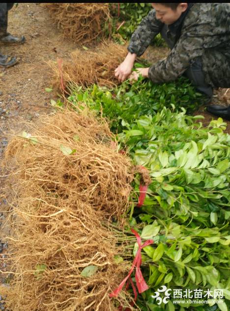 地径1公分红果冬