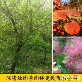 綠園景米徑5~12公分黃櫨樹價(jià)格、黃櫨、紅櫨批發(fā)報(bào)價(jià)表