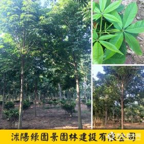 绿园景米径6-8-10公分白花七叶树价格 七叶树报价表