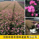 綠園景高30~80公分豐花月季價(jià)格 豐花月季花苗報(bào)價(jià)表