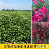 綠園景高50~200公分紅王子錦帶價(jià)格 錦帶花報(bào)價(jià)表