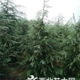 山東雪松2米3米3.5米的雪松產(chǎn)地價(jià)格是多少